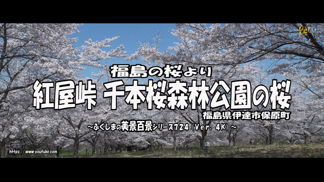 福島の桜より ｖｅｒ 4ｋ 福島県伊達市 紅屋峠千本桜森林公園の桜 Youtube