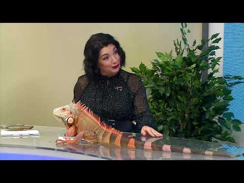 Игуана в доме: содержание и уход