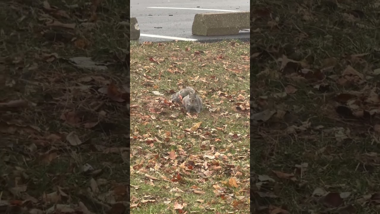 🐿️ Chloe the squirrel. Just a regular Sunday 