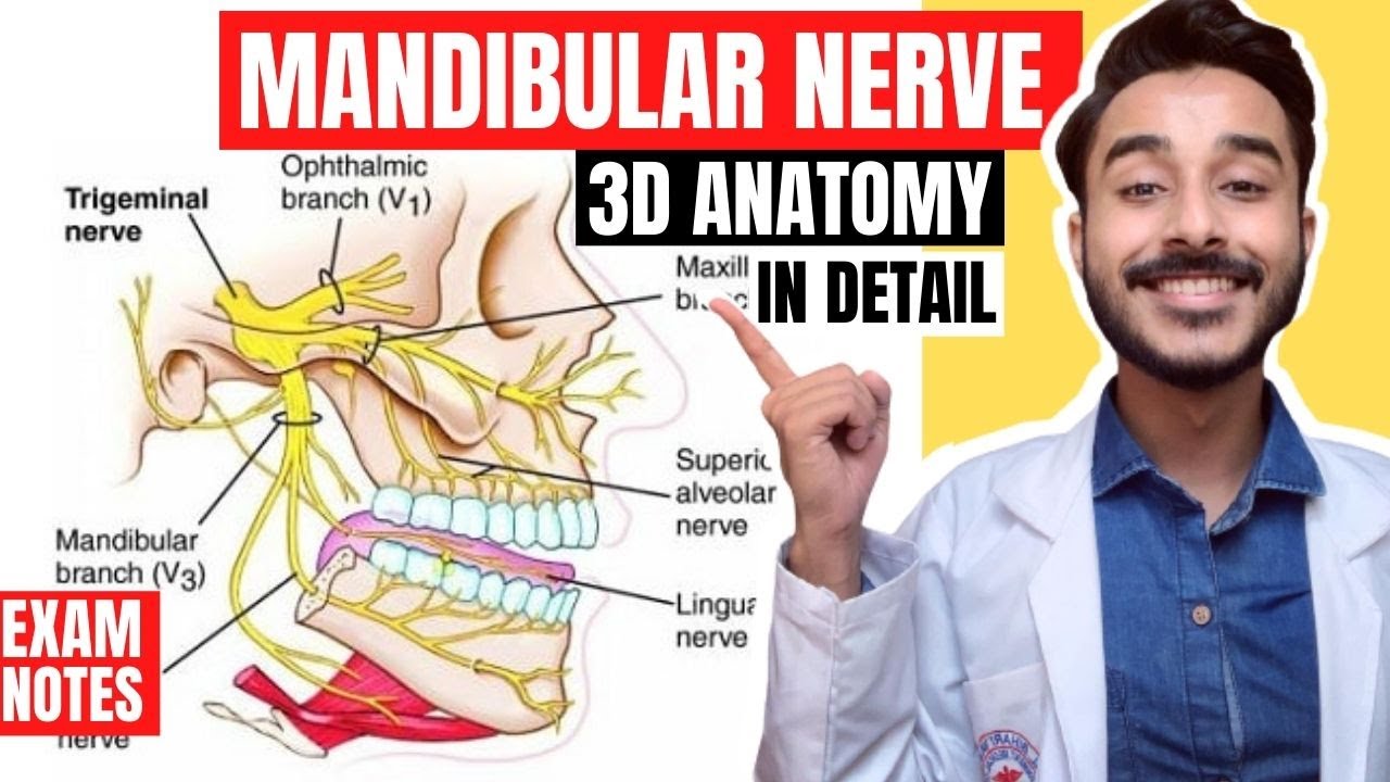 Mandibular Nerve Anatomy 3D, mandibular nerve branches anatomy