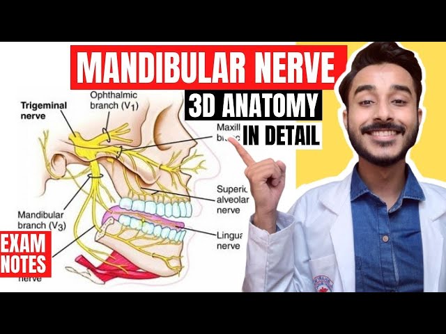 Mandibular Nerve Anatomy 3D, mandibular nerve branches anatomy