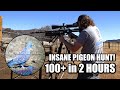 The best pigeon hunt youll ever see