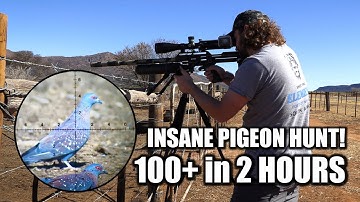 The Best Pigeon Hunt you
