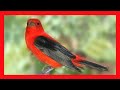 Scarlet Tanager Song - Tangará Rojinegra Migratoria Canto - Piranga Olivacea