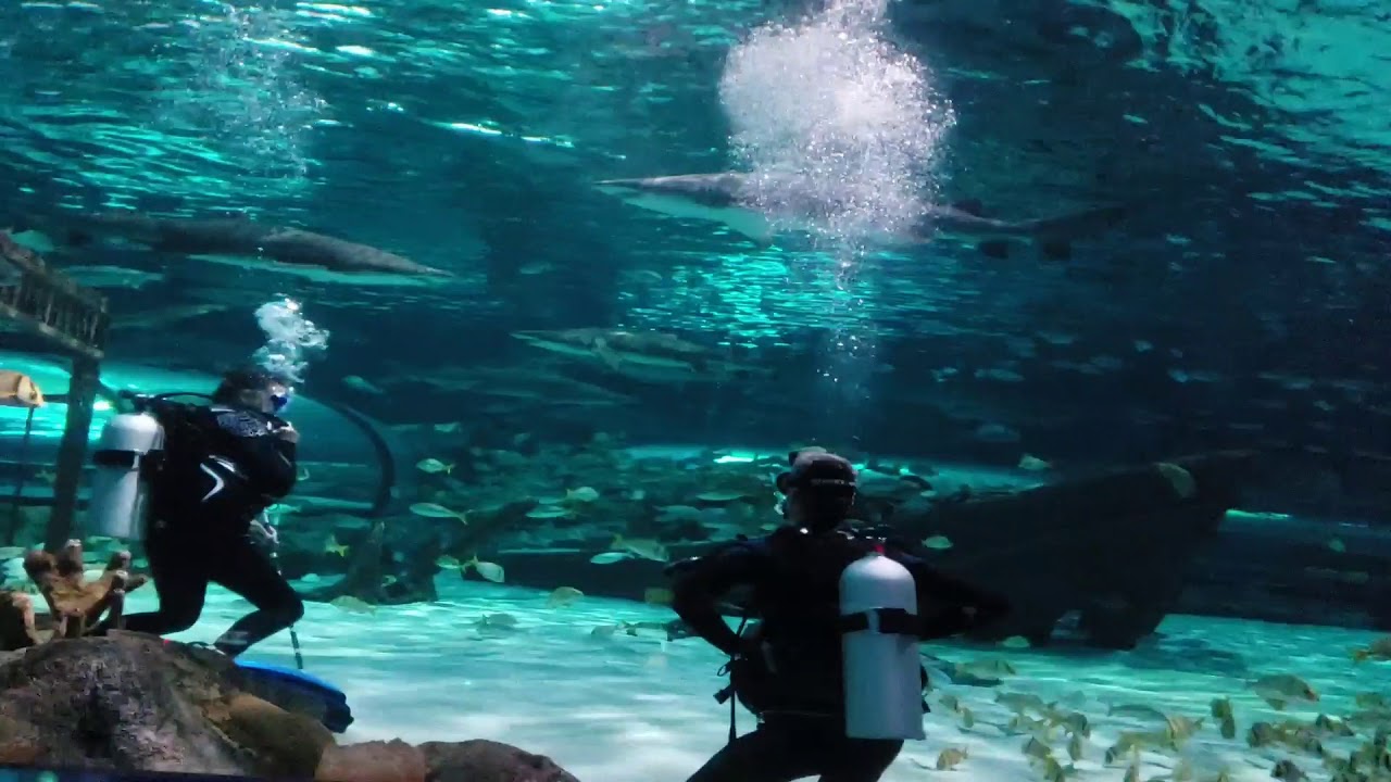 Shark Dive Ripley's Aquarium Myrtle Beach, SC 2018 YouTube