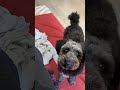 My dog tilting his head at me when I’m on the phone