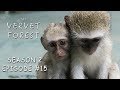 Mother Monkey Acorn Sits on Baby Vera & Integrations Get Complicated - Vervet Forest - S2 Ep 15