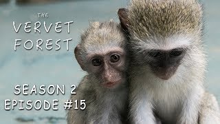 Mother Monkey Acorn Sits on Baby Vera & Integrations Get Complicated  Vervet Forest  S2 Ep 15