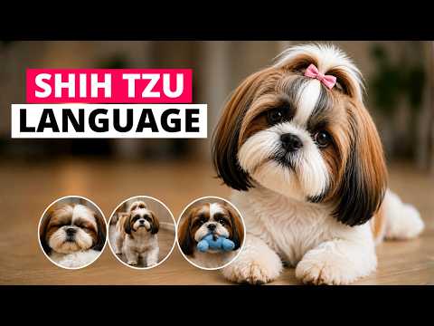 The Hidden Language of Shih Tzu (Once You See It, You Can’t Unsee It)