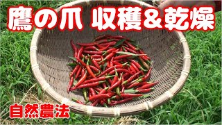自然農法 鷹の爪 効率よく収穫＆しっかり乾燥 - YouTube