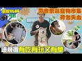 帶奈奈逛市集,荷包大失血?! ft.美國寵物食品協會|奈家VLOG|【柴犬Nana(奈奈)和阿楞】