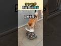 ワンコが卵を隠す理由 #柴犬 #かわいい動物