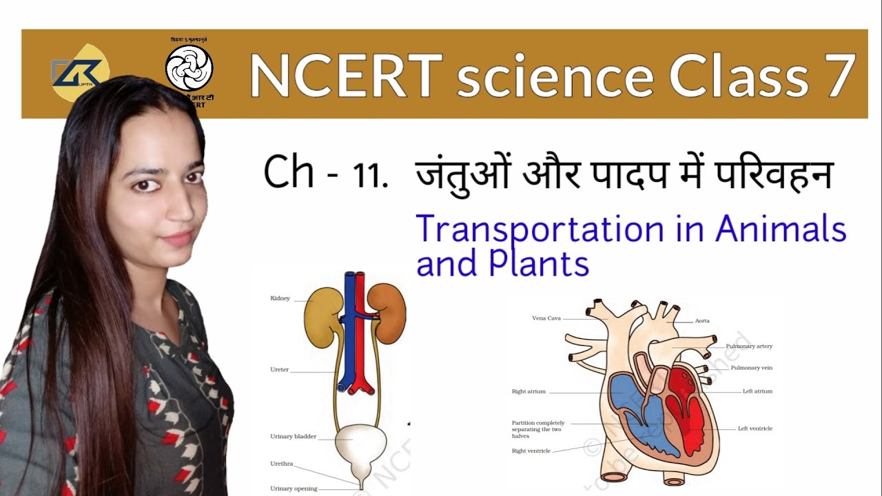 Transportation in Animals & Plants | NCERT Science Class 7 for CTET ...