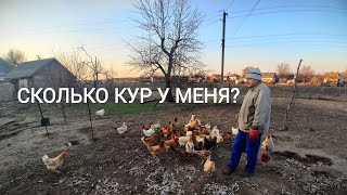 Видео Невозможно подсчитать количество кур, сложный процесс) (автор: Arseniy Seleznov ZveroBoj)