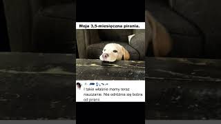 Nauczanie #meme #pies #dog #szkoła #viralshorts #shorts