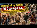 அணில் அட்டகாசம்..! பல்கலைக்கழகத்தையே அலறவிடும் ஒரு குட்டி அணில்.. | PTD