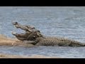 HUGE Mugger Crocodile - up close with the 'Water Monster'