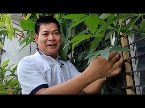 PAANO MAGING MASWERTE SA PAG-AALAGA NG MONEY TREE [with ENG SUBS]