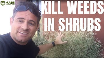 How to Kill Weeds Without Harming Your Shrubs