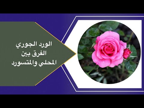 كيف اميز بين الورد الجوري البلدي المحلي عن المستورد