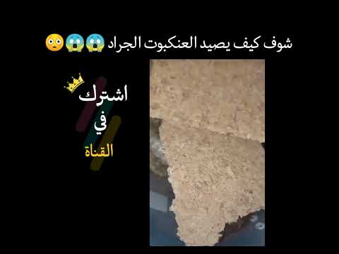 حتى العنكبوت عنده سن ارة صيد شاهد 