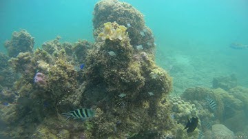 GitUp Git2 FW:1.5  Diving scooter test in OKINAWA (2880X2160/24fps)