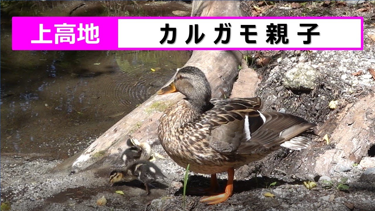上高地カルガモ親子 小ガモの水上ウォーク 潜水 羽ばたき練習が可愛かった Youtube 上高地カルガモ親子 小ガモの水上ウォーク 潜水 羽ばたき練習が可愛かった Youtube