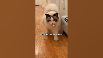 My cat playing fetch 😆 #dogcatvideos #ragdoll #cat #catdad #funnycat