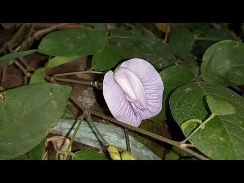 Video: Polong-polongan Ungu