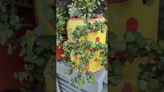 zed plants innovation #creation with Zed plant #garden #plants