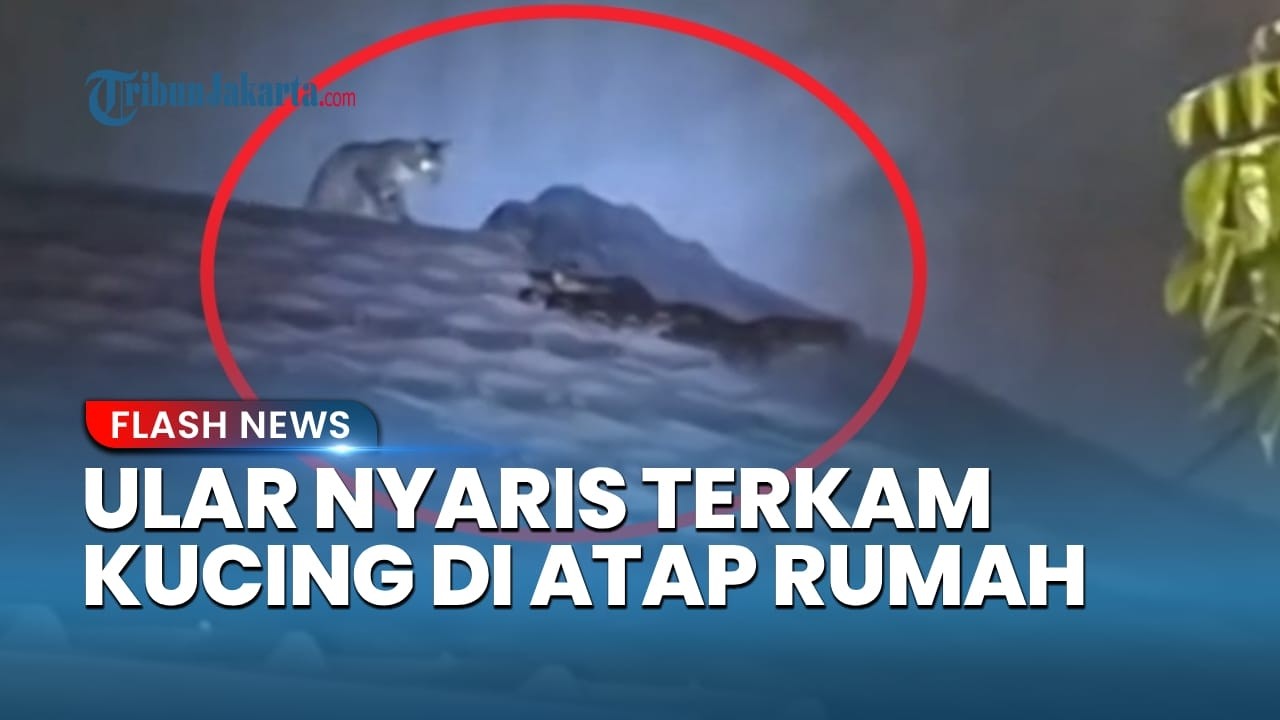 Ular Sanca di Atap Genting Rumah Warga Jakarta Utara Nyaris Mangsa Kucing, Beruntung Damkar Datang