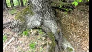 Mein wunsch ist Frieden auf der Welt.WMV