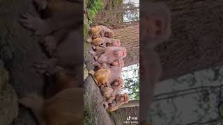 Monkey V.S. People Comedy || TiKTok || Monkey Love KH