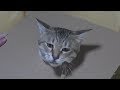 リアルな猫の絵を描く Draw a cat's picture realistically