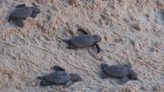 Barbados Turtle Hatchling Release