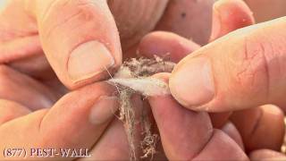 Spider Eggs In Your Garage - Bulwark Exterminating