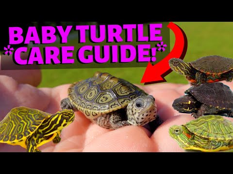 How To Care For A Baby Turtle - (Most Species!)