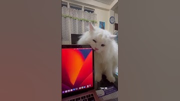 My cat biting my laptop screen 🥲 #persiancat #shorts
