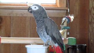 Poppy the African Grey