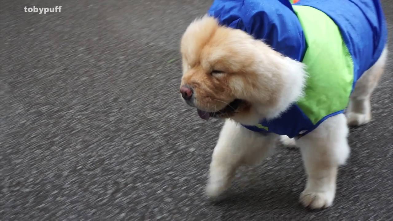 RAINCOAT DOG!! YouTube