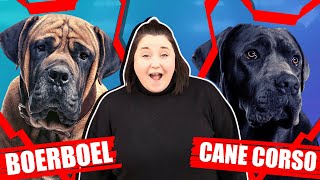 BOERBOEL VS CANE CORSO