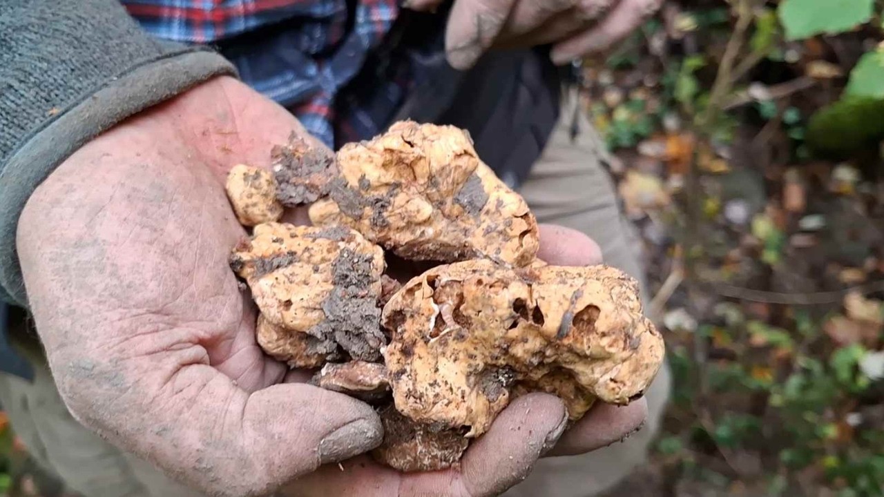 TARTUFO BIANCO 2025 scelte difficili con tartufi complicati
