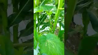Bunga Pertama Kacang Bendiukroshortsyoutube