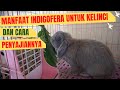 MAKANAN ALTERNATIF UNTUK KELINCI DAN CARA PENYAJIANNYA