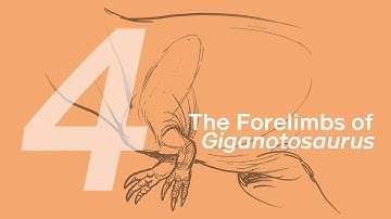04 The Forelimbs of Giganotosaurus | Join ZHAO Chuang in Drawing Lucas the Giganotosaurus