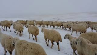 KANGAL KOYUNUNDA KIŞ MERASI NASIL YAPILIR???? yapmış olduğumuz ıslah detayları