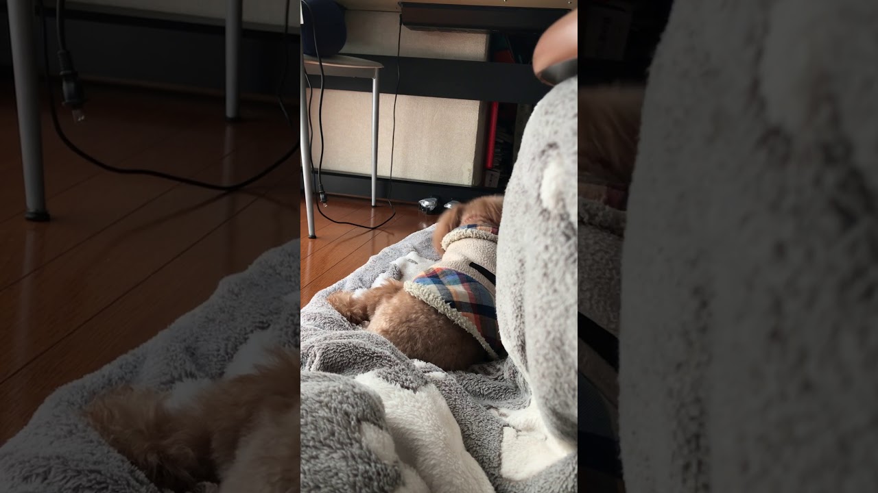 イタズラがバレた犬の反応 Youtube イタズラがバレた犬の反応 Youtube