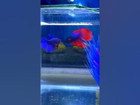 Male and Female Betta mating problem😢Please help🙏#bettafish #betta #
