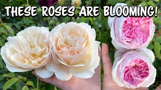 Rose Garden Update!  So Many Roses Are Blooming Now!