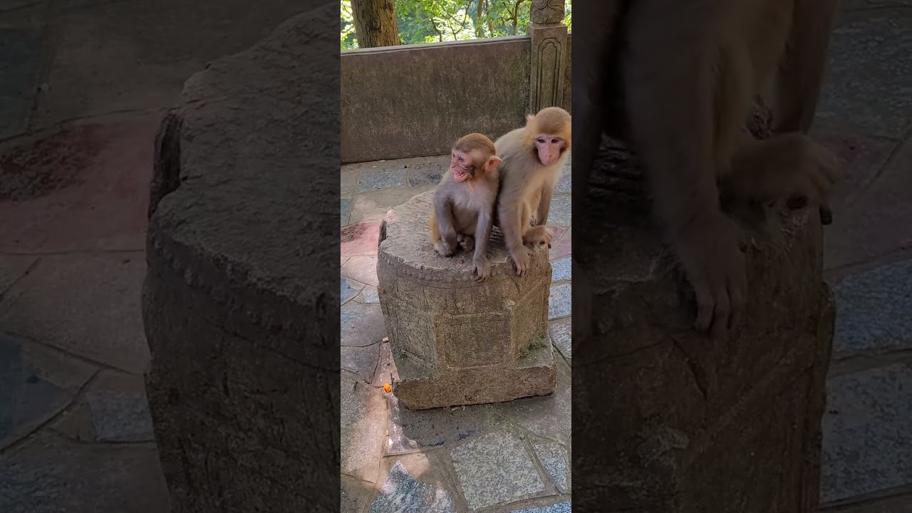 Feeding Foods And Fruits To The Hungry Wild Monkeys 